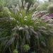 Rozplenica 'National Arboretum' (Pennisetum macrouorum)