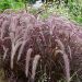 Rozplenica 'Rubrum' Pennisetum advena)