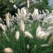 Rozplenica 'Cassian' (Pennisetum alopecuroides)