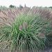 Rozplenica 'RedHead' (Pennisetum alopecuroides)