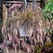 Rozplenica 'Ruby Fountain' (Pennisetum advena)
