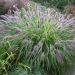 Rozplenica 'Viridescens' (Pennisetum alopecuroides)