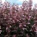 Penstemon digitalis 'Dark Towers'  (Penstemon palczasty, żółwik )