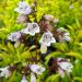 Penstemon digitalis 'Goldfinger'  (Penstemon palczasty )