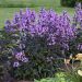 Penstemon digitalis 'Midnight Mascarade'  (Penstemon palczasty )