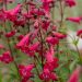 Penstemon 'Andenken an Frederik' (Żółwik)