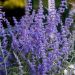 Perowskia atriplicifolia 'Lacey Blue' (Perovskia łobodolistna)