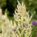 Rdest biały (Persicaria polymorpha)