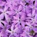 Floks 'Bedazzled Pink' (Phlox hybrida)