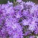 Floks 'Bedazzled Lavender' (Phlox hybrida)