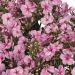 Phlox paniculata 'Early Pink Candy (Floks wiechowaty)