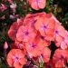 Phlox paniculata 'Flame Coral' (Floks wiechowaty)