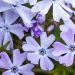 Floks szydlasty 'Emwrald Cushion Blue' (Phlox subulata)