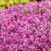 Phlox subulata 'Samson' (Floks szydlasty)