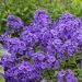 Floks 'Blue Paradise' (Phlox paniculata)