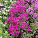 Phlox paniculata 'Early Cerise' (Floks wiechowaty)