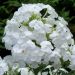 Phlox paniculata 'Early White' (Floks wiechowaty)