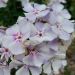 Phlox paniculata 'Flame Light Blue' (Floks wiechowaty)