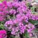 Phlox paniculata 'Flame Purple Eye' (Floks wiechowaty)