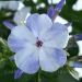 Phlox paniculata 'Flame Blue' (Floks wiechowaty)