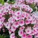 Phlox paniculata 'Flame Pro Soft Pink' (Floks wiechowaty)