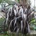 Phormium tenax 'Black Velvet' (Len nowozelandzki, Tęgosz mocny)