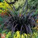 Phormium tenax 'Black Velvet' 2l (Len nowozelandzki, Tęgosz mocny)