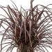 Phormium tenax 'Bronze Baby' 2l Len nowozelandzki, Tęgosz mocny)