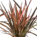 Phormium tenax 'Flamingo' 2l (Len nowozelandzki, Tęgosz mocny)
