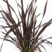 Phormium tenax 'Platts Black' 2l (Len nowozelandzki, Tęgosz mocny)