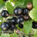 Porzeczkoagrest ‘Croma’ (Ribes)