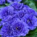 Pierwiosnek 'Prima Belarina Blue Champion' (Primula vulgaris)