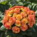 Pierwiosnek 'Belarina Nectarine' (Primula vulgaris)