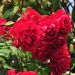 Róża pnąca 'Paul's Scarlet' (Rosa)