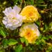 Róża 'Scentifall Lemon' (Rosa)
