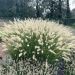 Rozplenica 'Neon Lights' (Pennisetum alopecuroides)