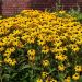 Rudbekia