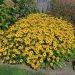 Rudbekia 'American Gold Rush'