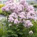 Rutewka orlikolistna 'NIMBUS Pink' (Thalictrum aquilegiifolium)