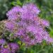 Rutewka orlikolistna 'Perfume Star' (Thalictrum actaeifolium)