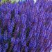 Szałwia omszona 'Sensation Deep Blue' (Salvia nemerosa)