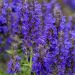 Szałwia omszona 'Marcus' (Salvia nemerosa)