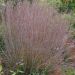 Schizachyrium scoparium 'Standing Ovation'  (Palczatka miotlasta)