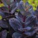 Rozchodnik 'Blue Pearl’ (Sedum)
