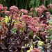 Rozchodnik 'Chocolate Drop' (Sedum hybrida)