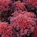 Rozchodnik 'Dark Magic' (Sedum hylotelephium)