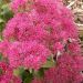 Rozchodnik 'Pink’ (Sedum spectabile)