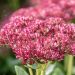 Rozchodnik 'H'erbstfreude' (Sedum hybrida)