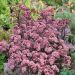 Rozchodnik 'Jose Aubergine' (Sedum hybridum)