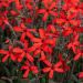 Firletka 'Burning Heart'  (Silene virginica) kukułka czerwona, lepnica